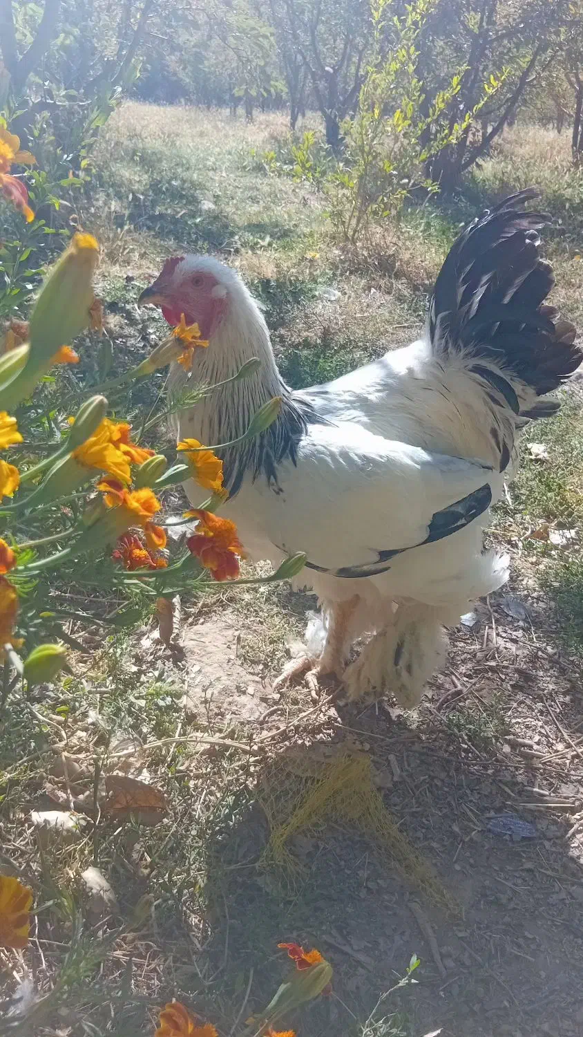 خروس برهما اصل|حیوانات مزرعه|فیروزکوه, |دیوار