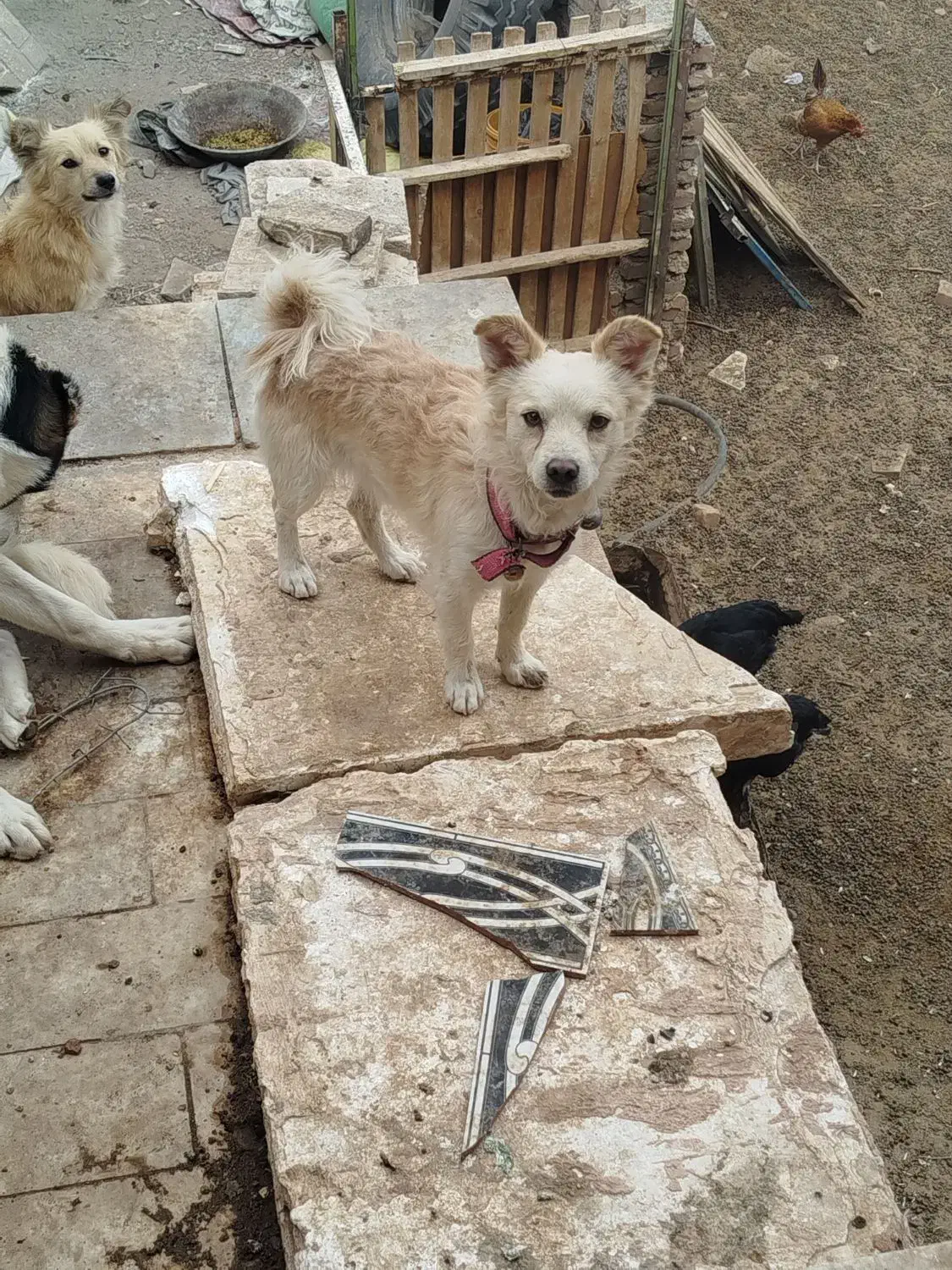 سگ پا کوتاه گمشده|حیوانات|سبزوار, قصبه شرقی|دیوار