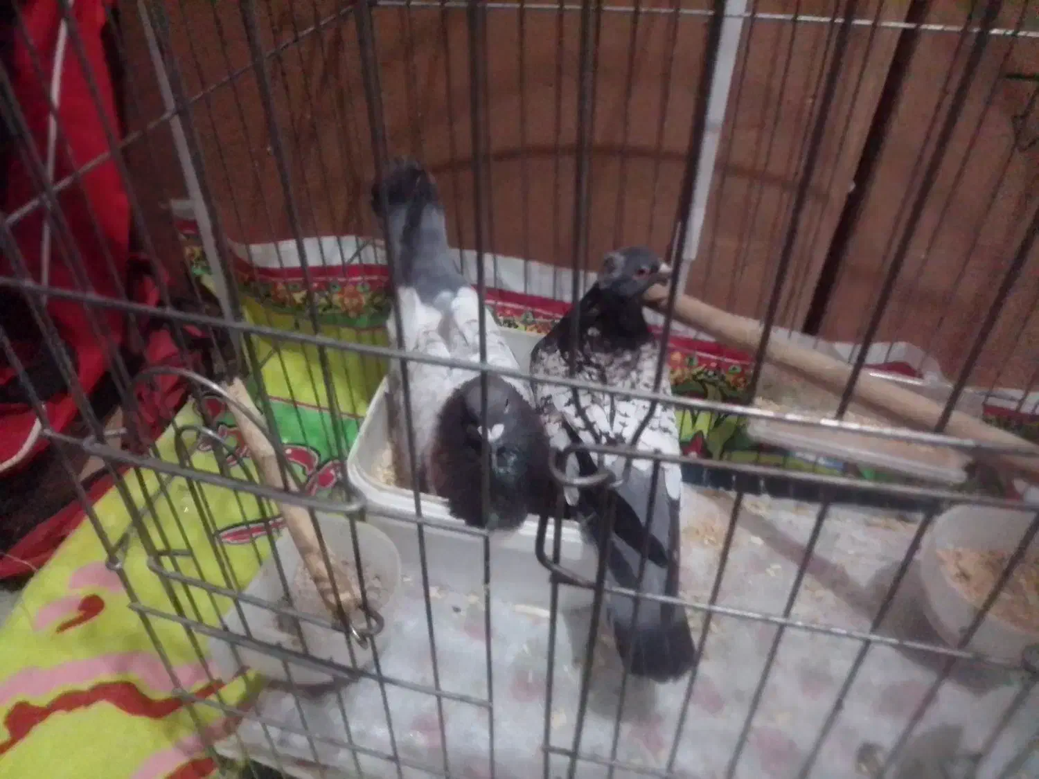 کبوترطاووسی..|پرنده|گنبد کاووس, |دیوار