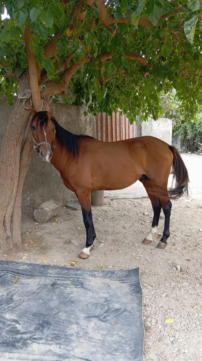 ۲ رس اسب نریان باری سواری|اسب و تجهیزات اسب‌سواری|کوهی‌خیل, |دیوار