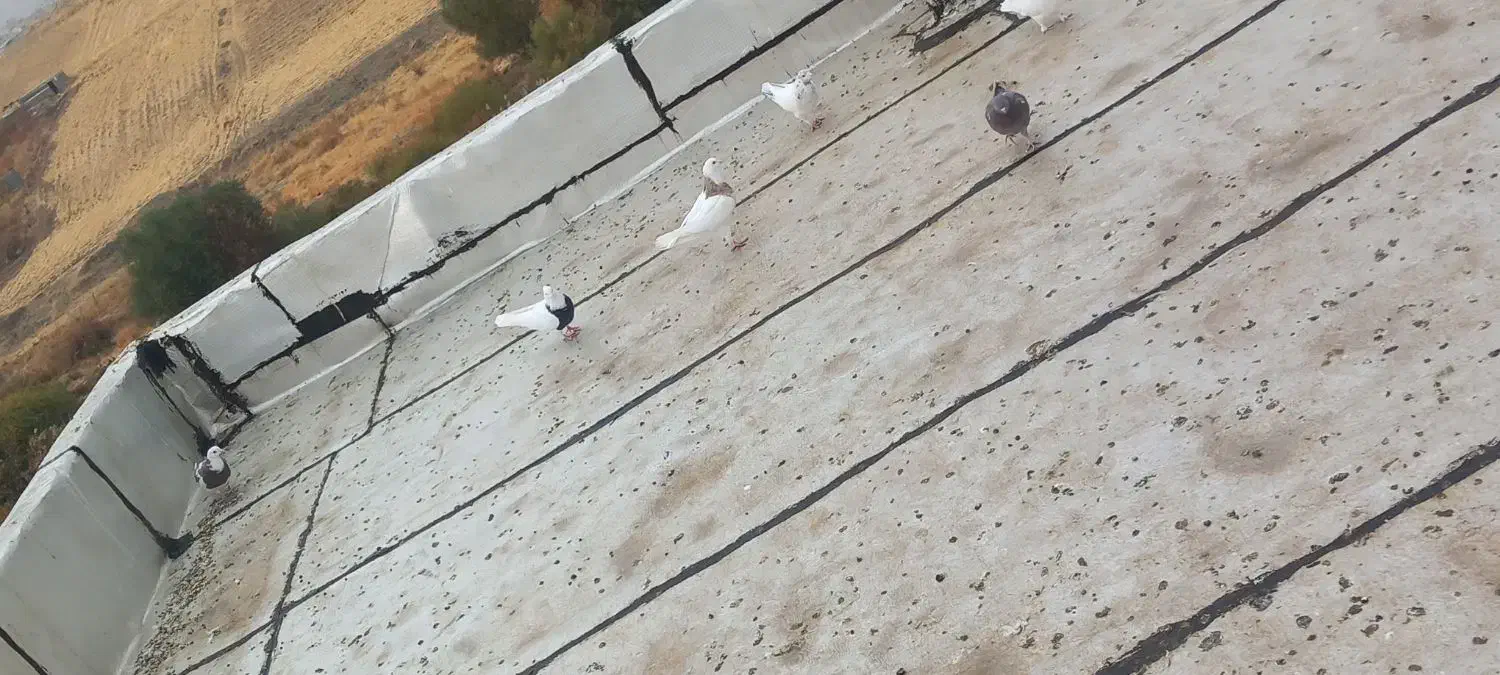 کبوتر|پرنده|کامیاران, |دیوار