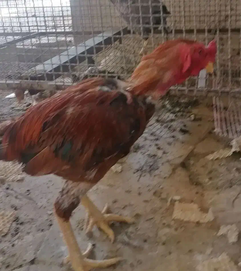 فروش مرغ و خروس لاری 700|حیوانات مزرعه|شیراز, نصر|دیوار