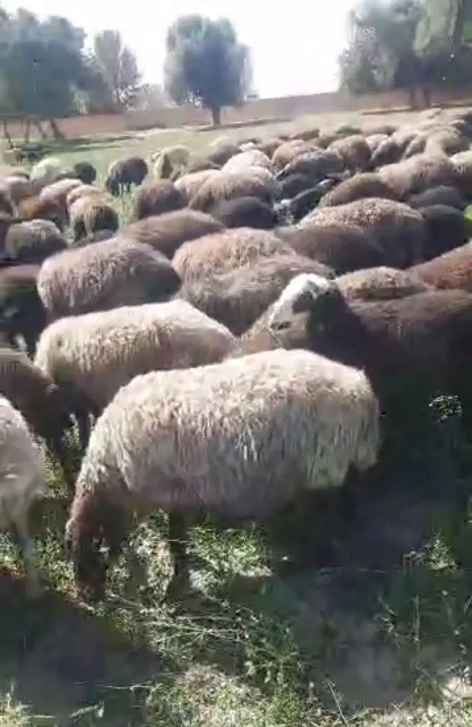 160 راس میش بره دار|حیوانات مزرعه|رضویه, |دیوار