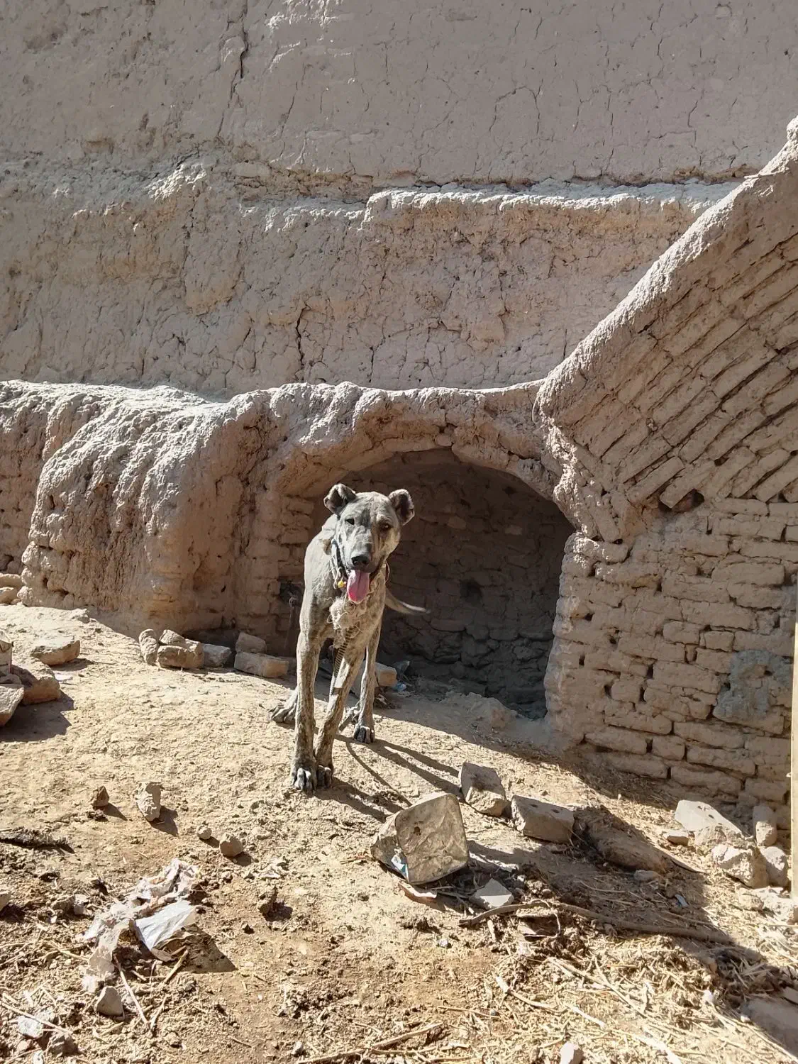 واگذاری سگ|سگ|تربتحیدریه, کلاته توکلی|دیوار