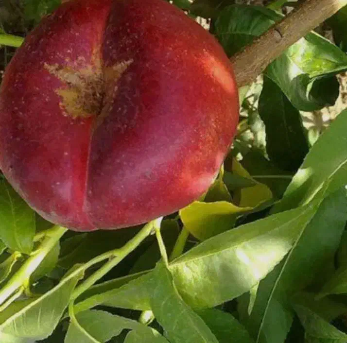 نهال شلیل انجیری|خدمات باغبانی و درختکاری|جوانرود, |دیوار