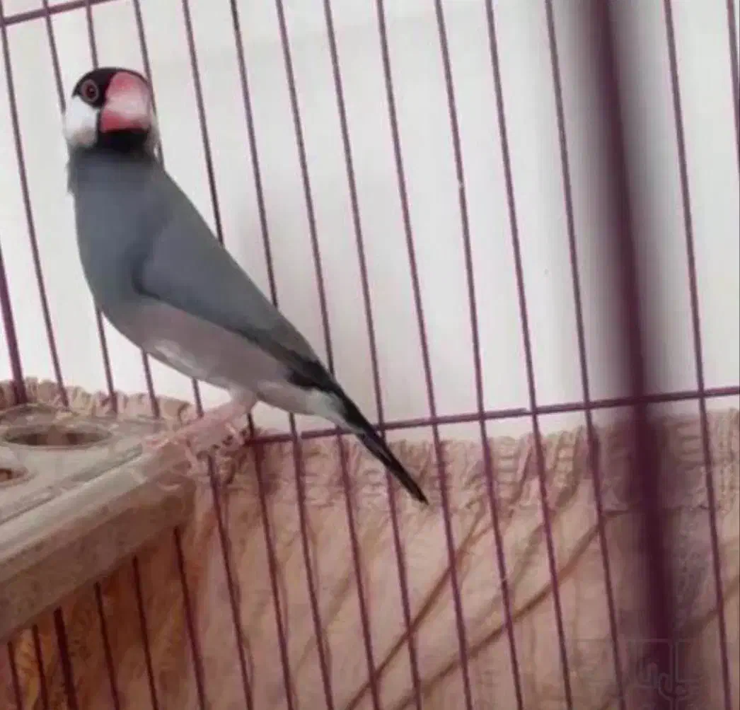 پرنده|پرنده|کارون, |دیوار