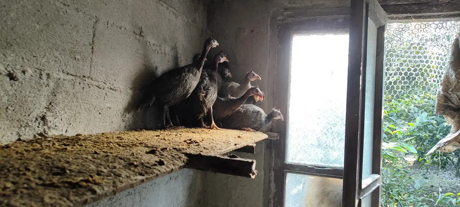 فروش مرغ شاخدار|حیوانات مزرعه|بابل, |دیوار