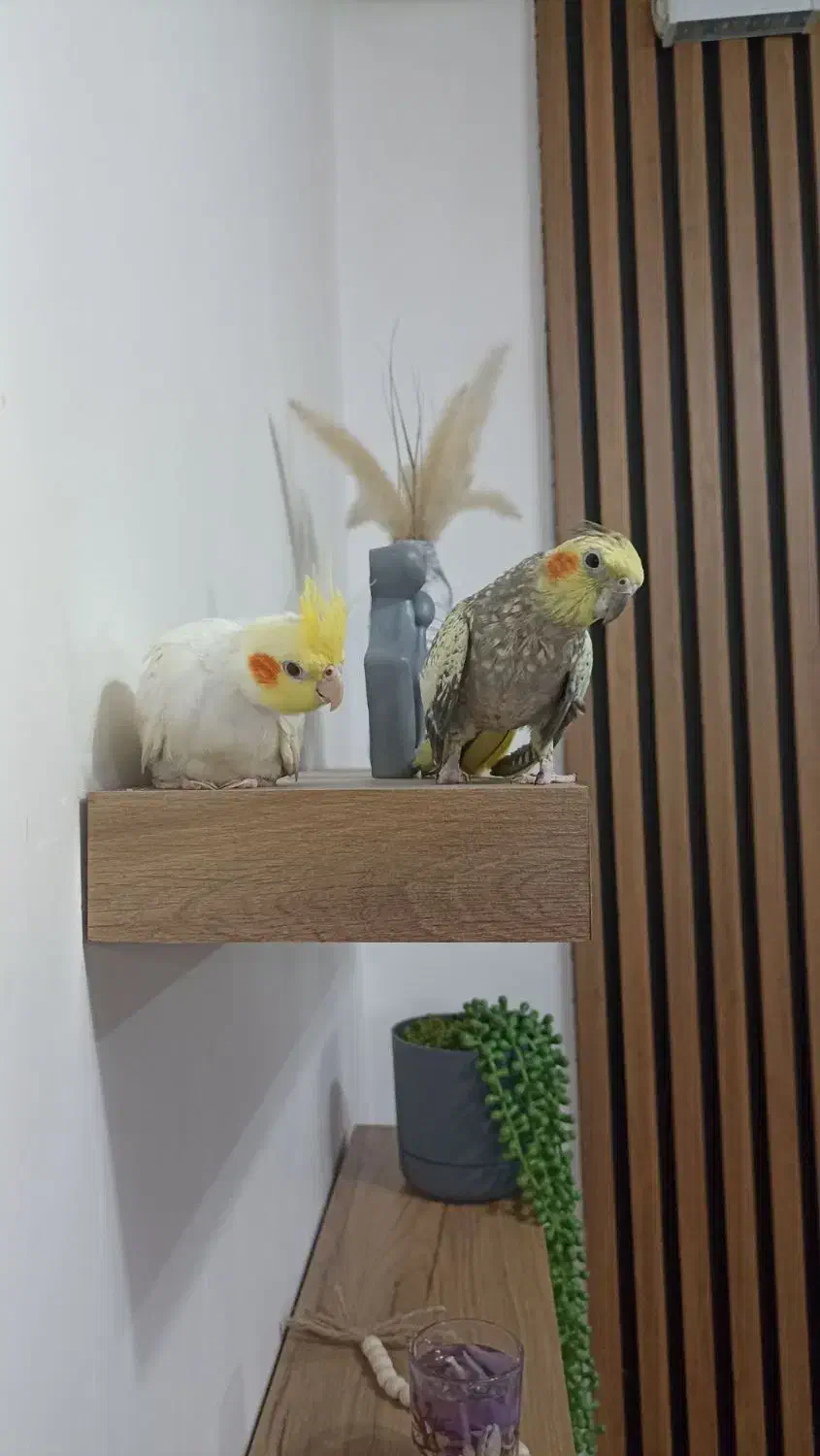 ۲عدد عروس هلندی|پرنده|رشت, فرزانه|دیوار