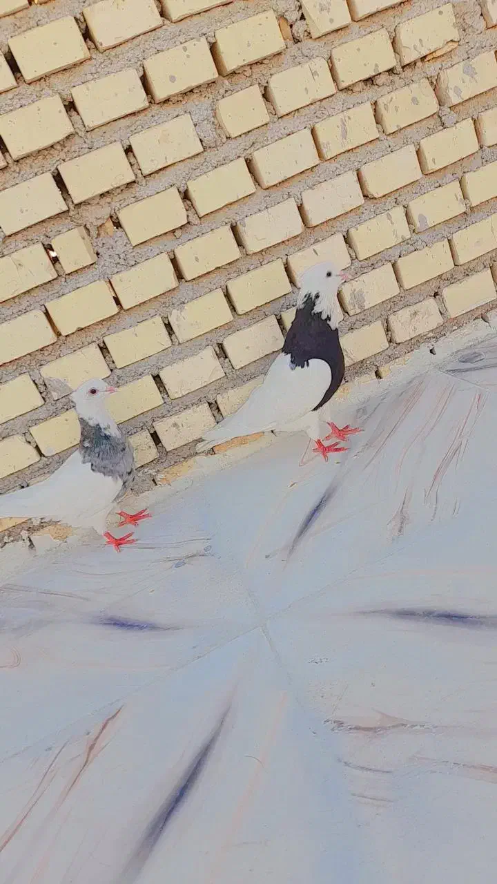 طوقی|پرنده|شادگان, |دیوار