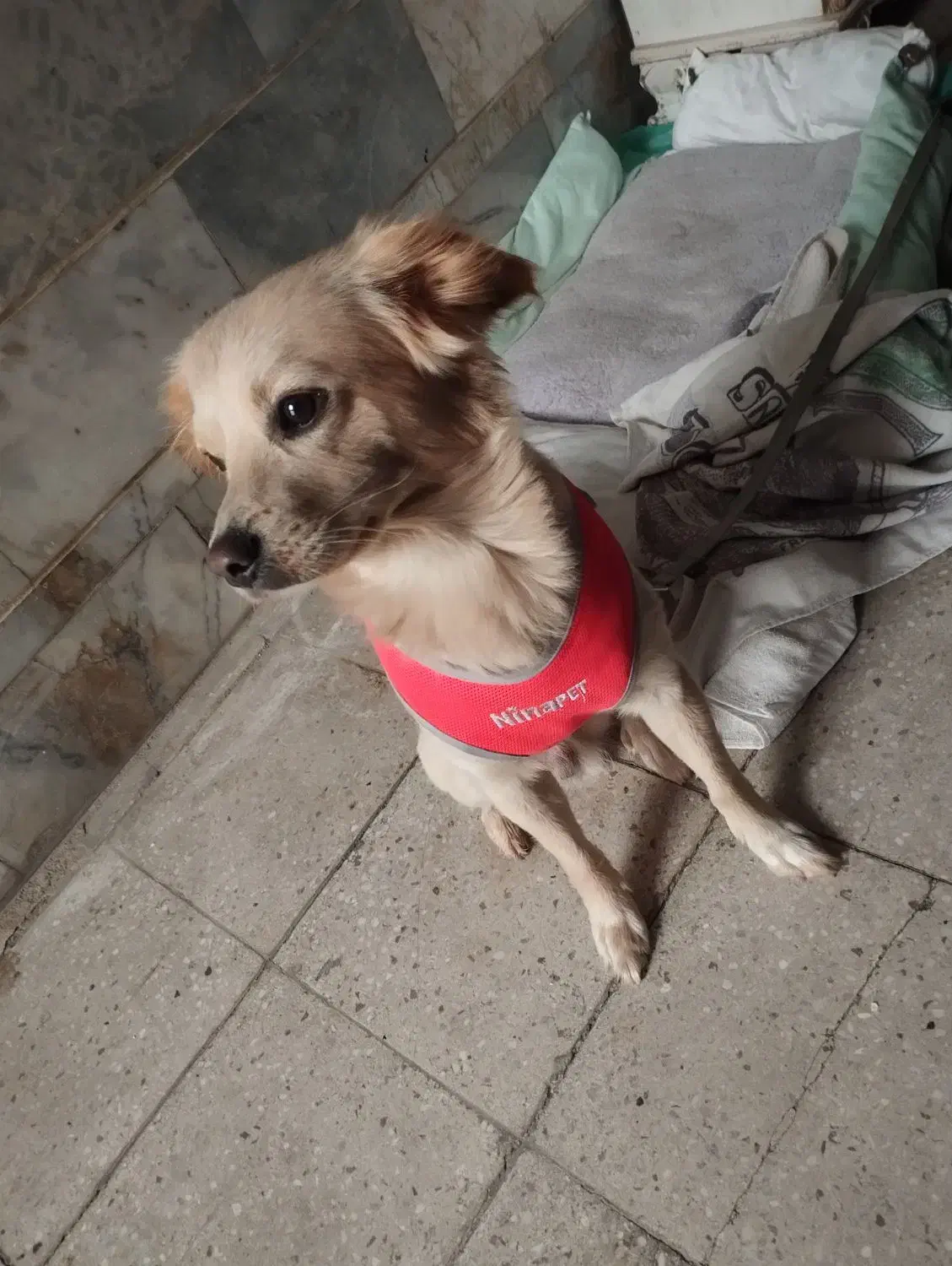 سگ نژاد رتریور|سگ|همدان, |دیوار