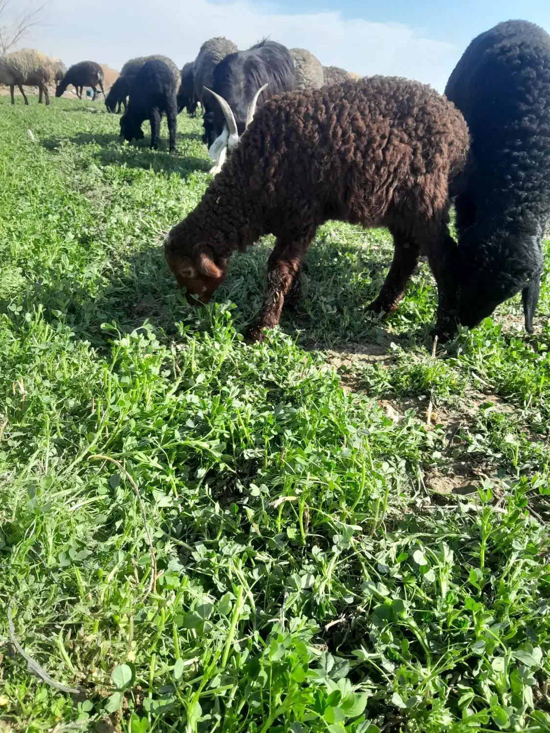 بره خرج خور|حیوانات مزرعه|جوادآباد, |دیوار