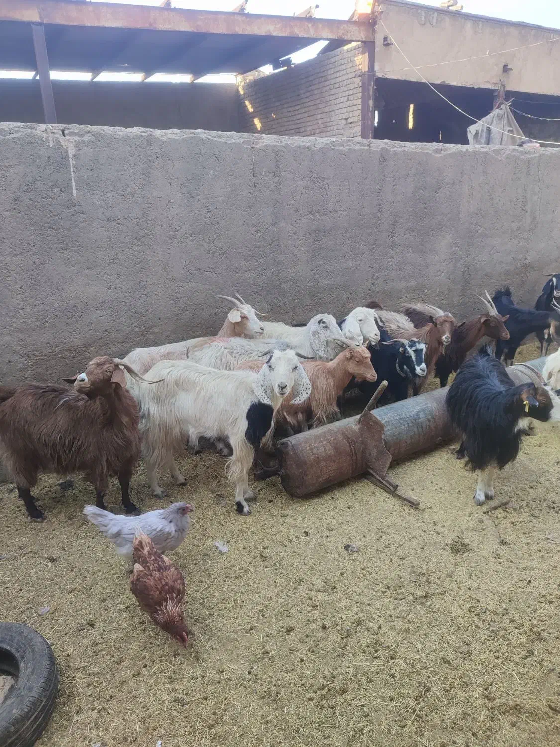 بره وبزغاله خوراک خور میش شال بز آبستن|حیوانات مزرعه|قم, شهر قائم|دیوار