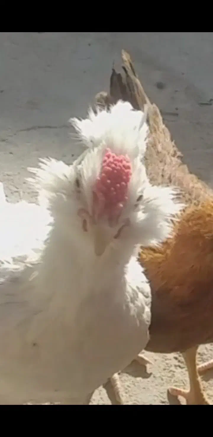 جوجه خروس گلین اصل|حیوانات مزرعه|ساوه, |دیوار