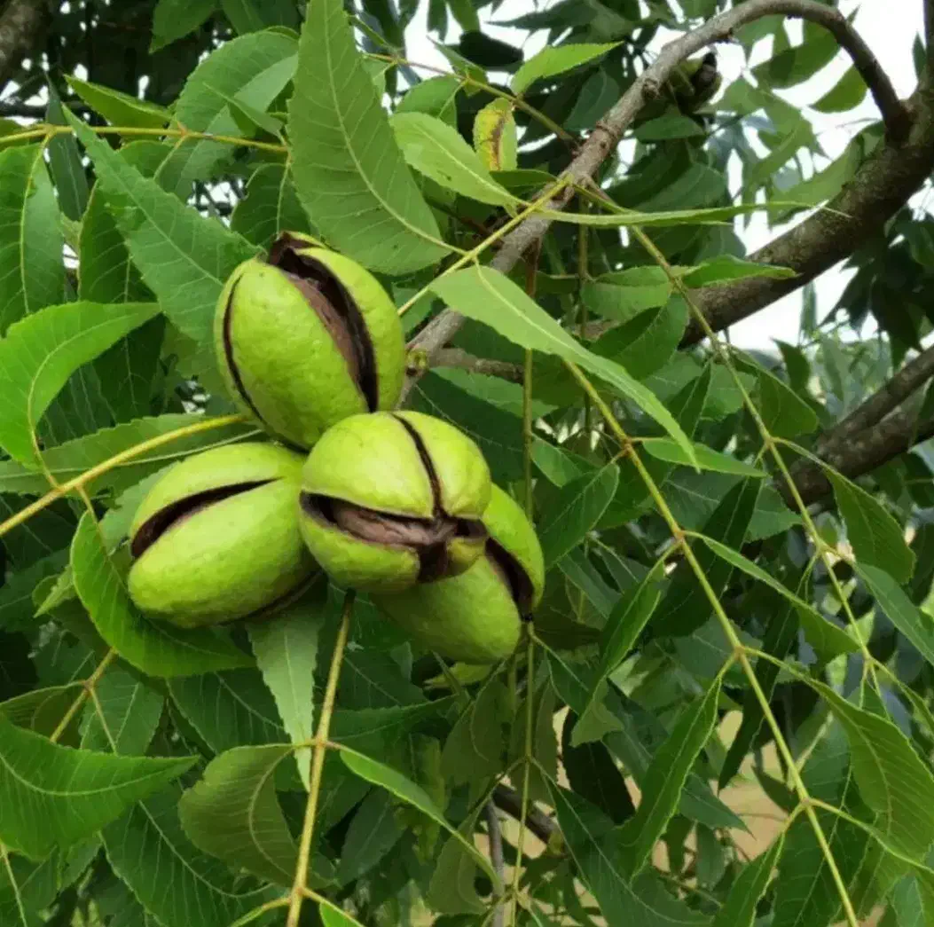 فروش انواع آنها های مرکبات ونهال های خاص|خدمات باغبانی و درختکاری|اصفهان, باغ کاران|دیوار