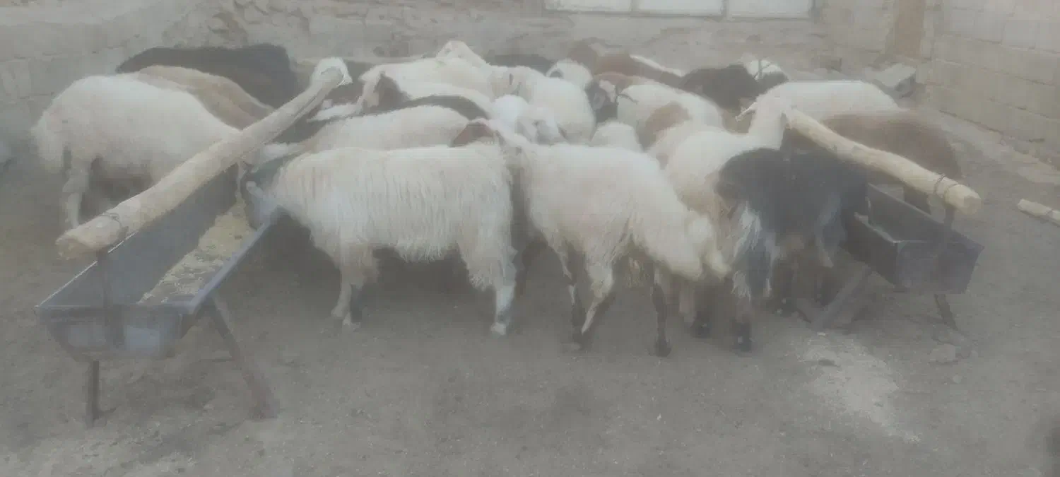 بره نر|حیوانات مزرعه|عسگران, |دیوار