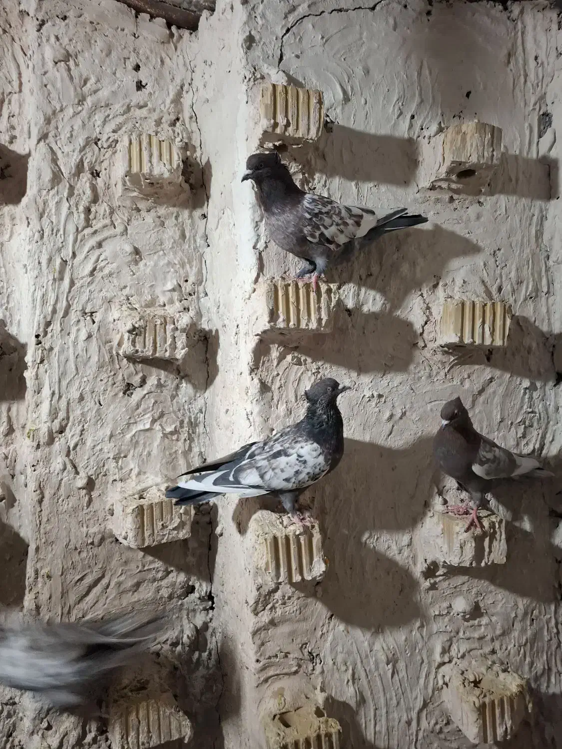 دسته سینه ای هوایی|پرنده|مرودشت, نقش رستم|دیوار
