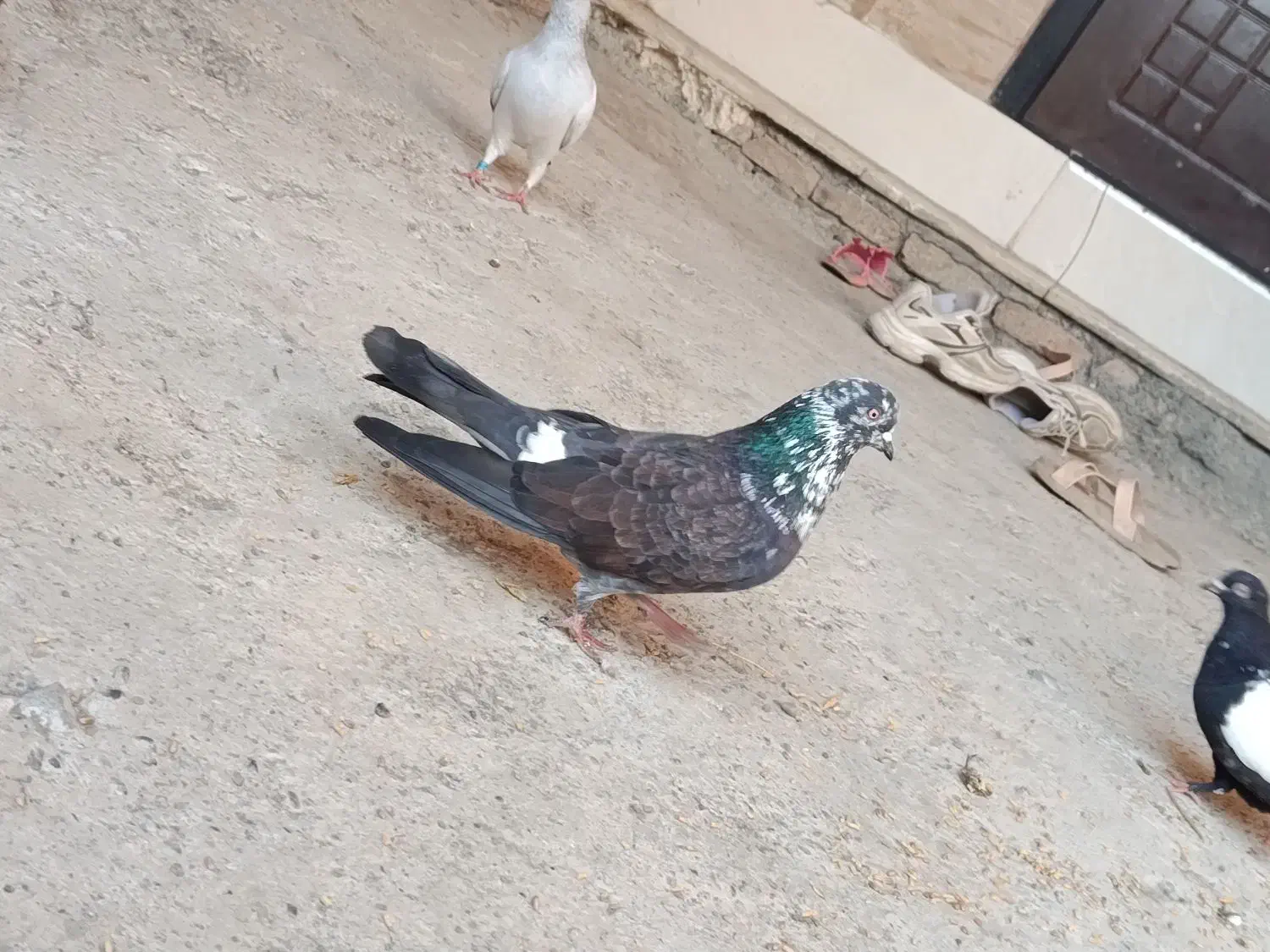 ۹۵۰ تومان کلش|پرنده|گرگان, |دیوار