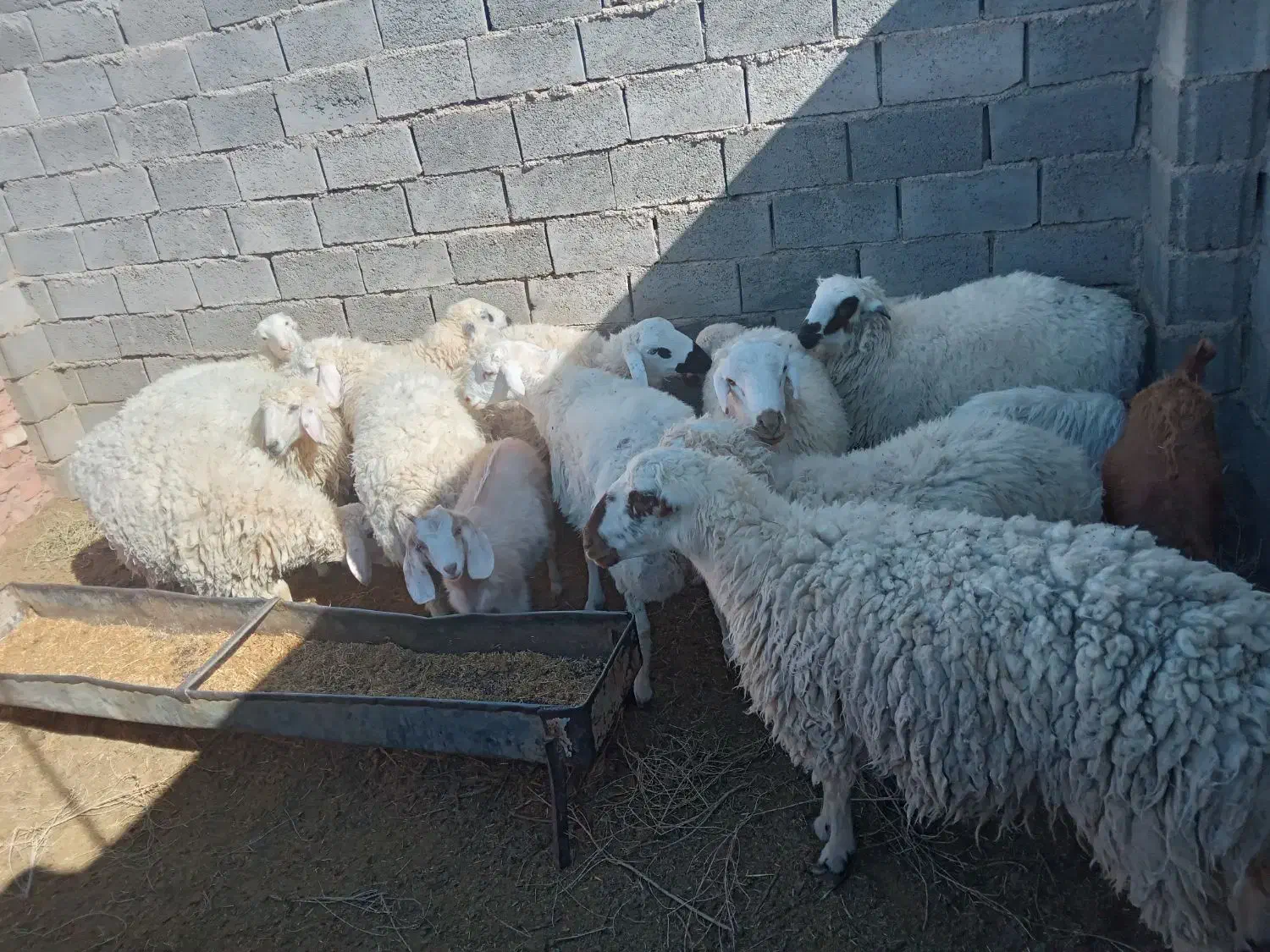 ۵بره ماده|حیوانات مزرعه|سرایان, |دیوار