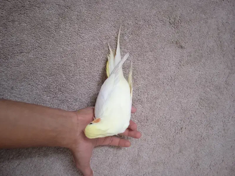 عروس هلندی|پرنده|قم, قم نو|دیوار