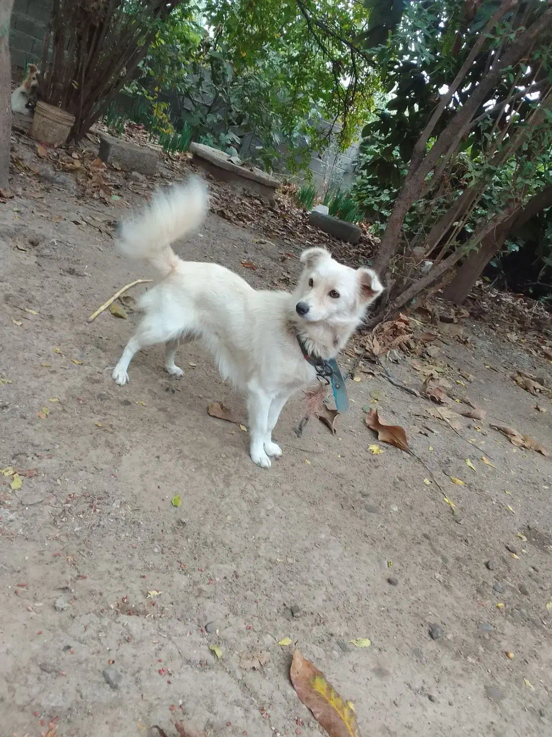 سگ پاکوتاه باهوش|سگ|فاضل آباد, |دیوار