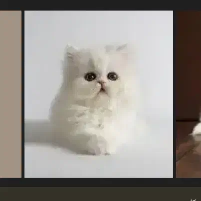 گربه|حیوانات|آزادشهر, |دیوار