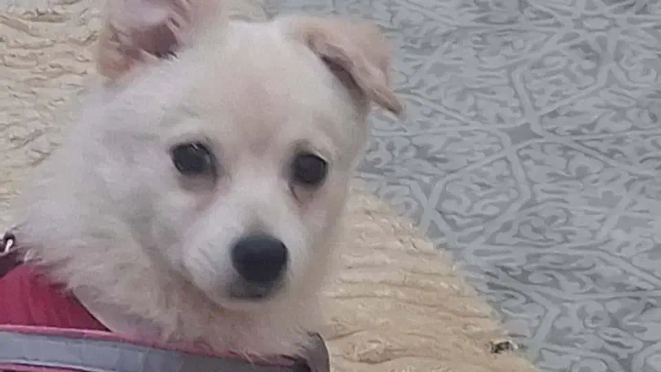 واگذاری سگ اشپیتزنر۶ماهه|سگ|فردیس, فرامرزیه|دیوار