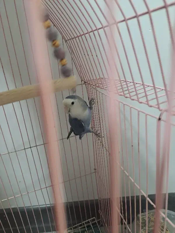 کوتوله برزیلی|پرنده|فولادشهر, زاینده رود|دیوار