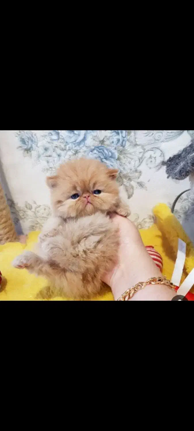 گربه های پرشین اسکاتیش بریتیش توله|گربه|شیراز, وصال|دیوار