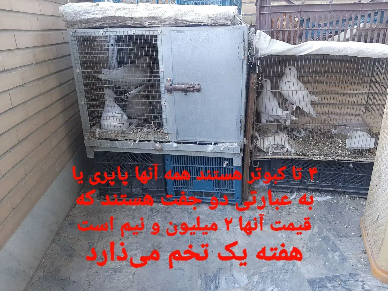 کبوتر پاپری|پرنده|اصفهان, جاوان|دیوار