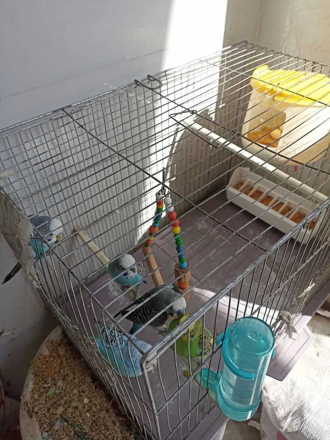 پنج عدد مرغ عشق سالم با قفس|پرنده|اسلامشهر, شهرک واوان|دیوار