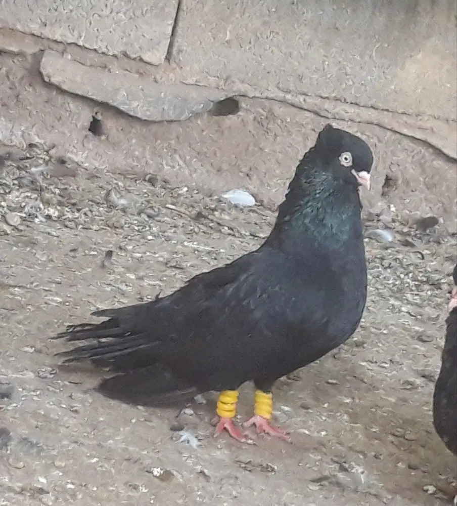 کفتر|پرنده|چمران, |دیوار