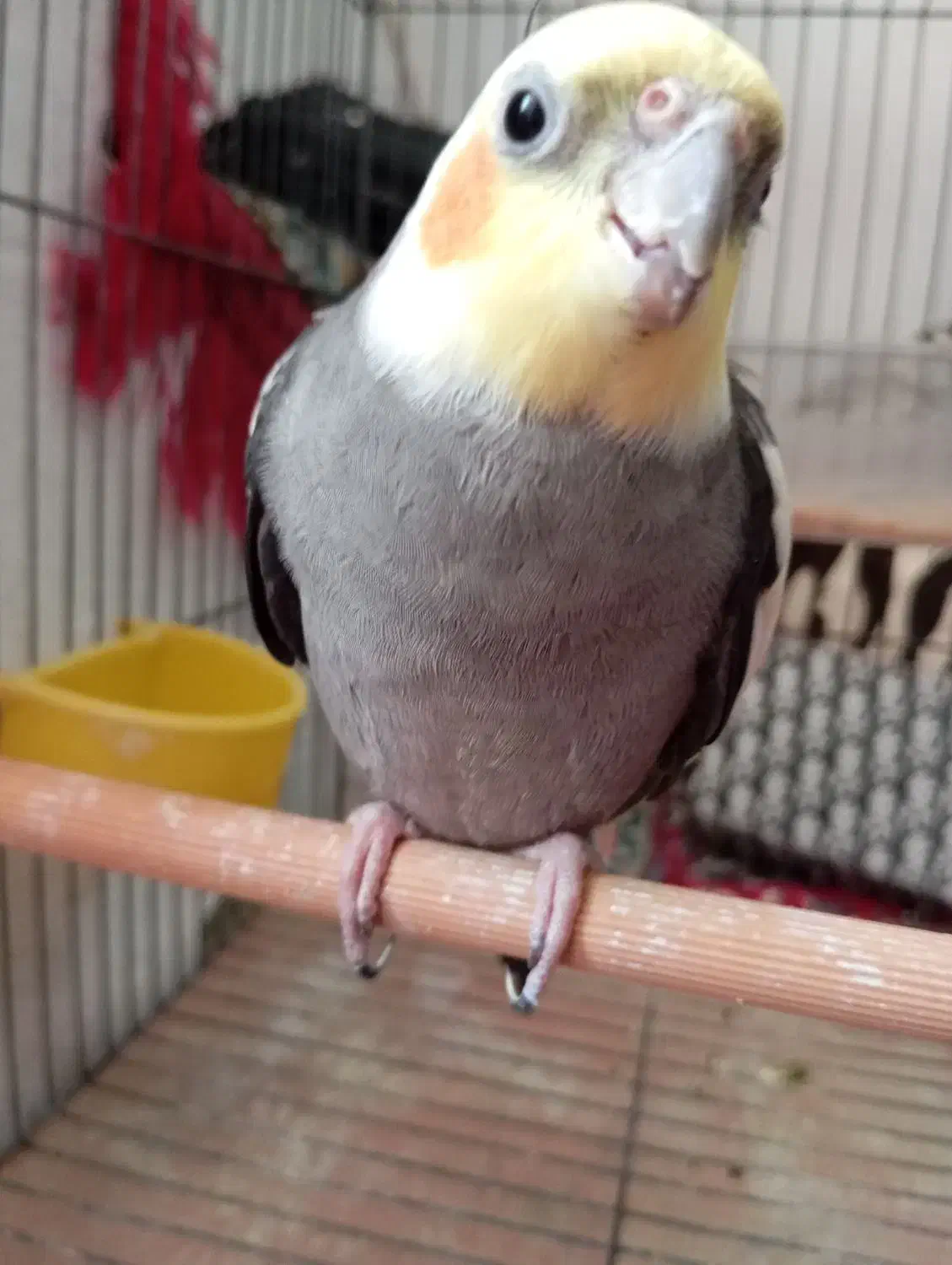 فروش عروس هلندی|پرنده|کرج, محمود آباد|دیوار