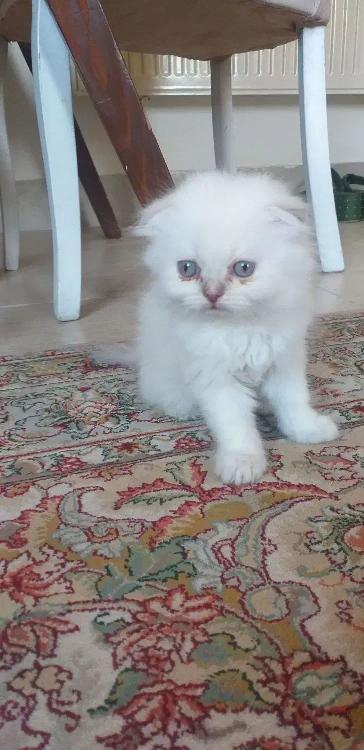 گربه اسکاتیش وارداتی|گربه|کرمانشاه, |دیوار