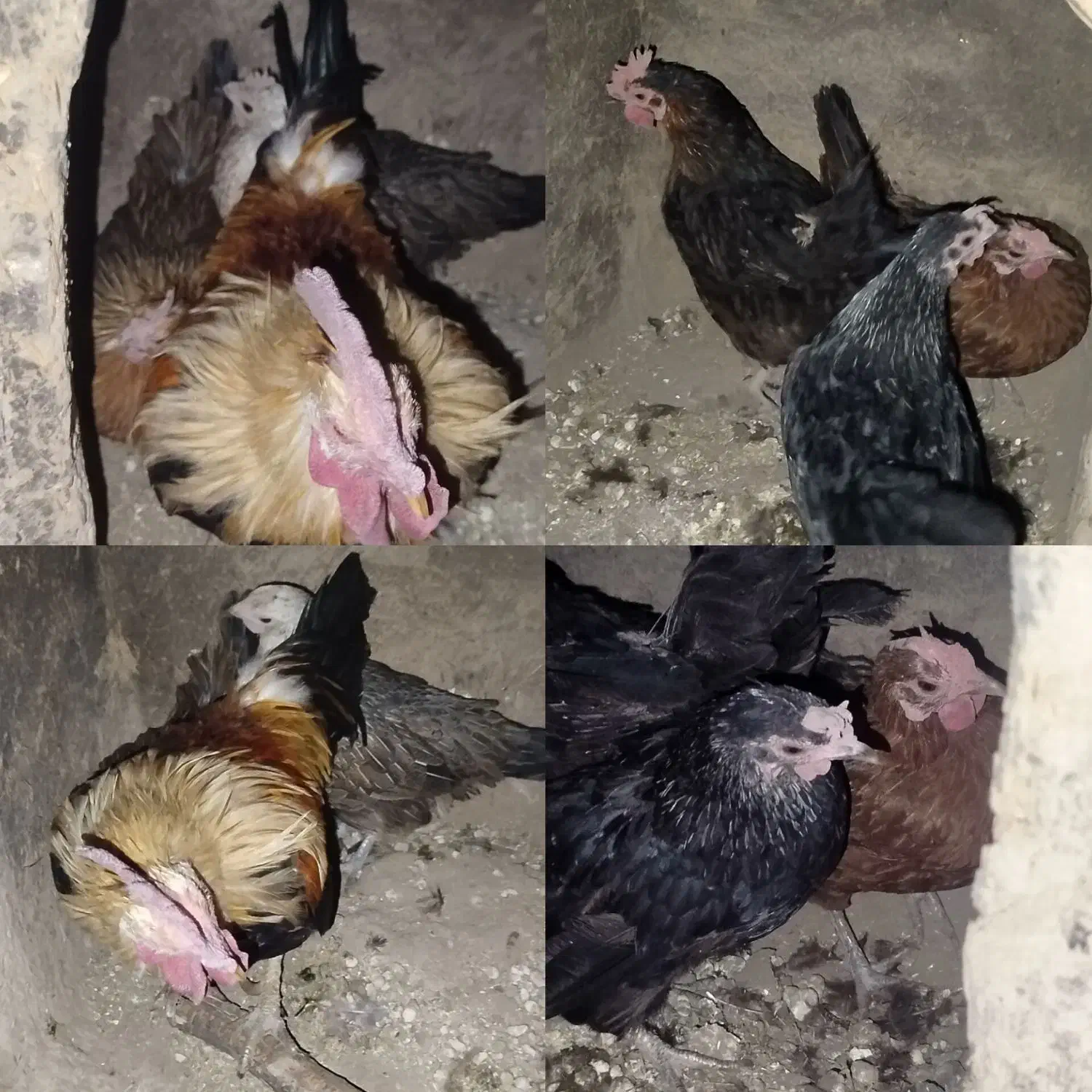 مرغ و خروس|حیوانات مزرعه|خوسف, |دیوار