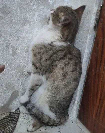 عروسک|گربه|زنجان, |دیوار