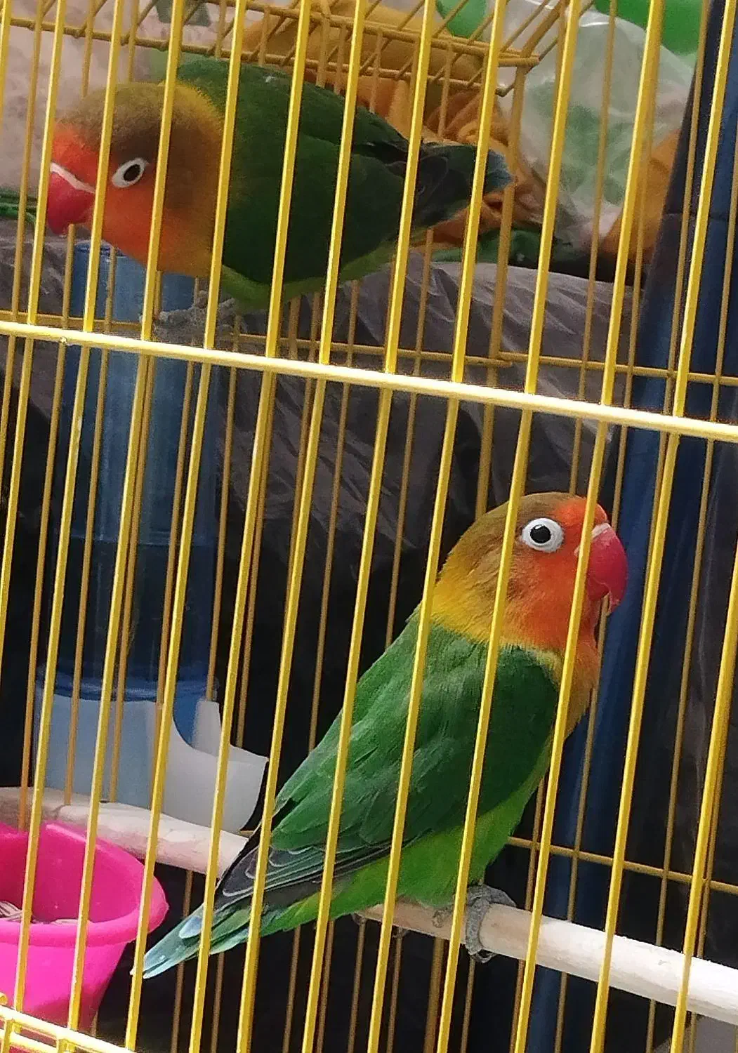 طوطی کوتوله|پرنده|خاش, |دیوار