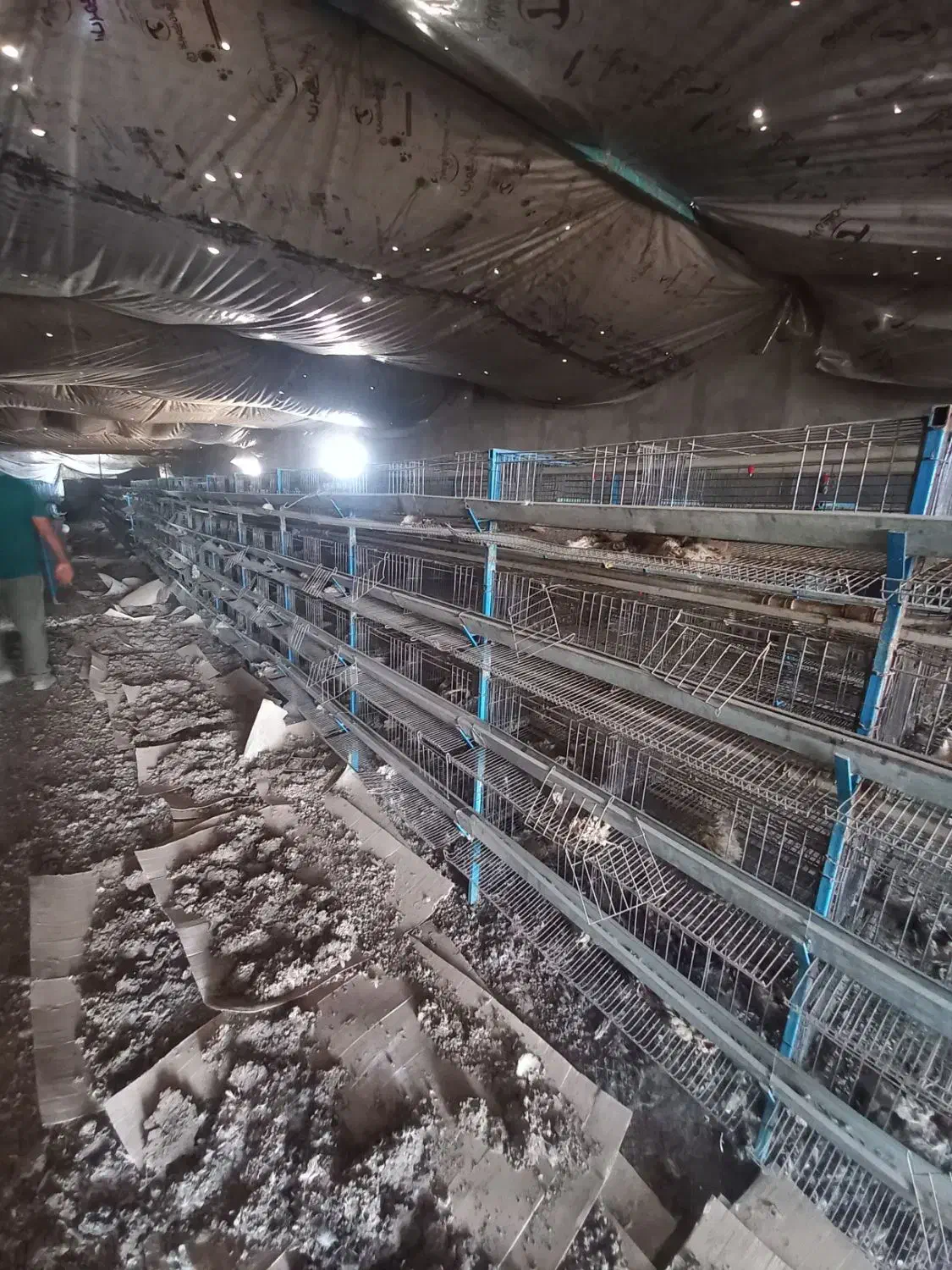 قفسه بلدرچین|لوازم جانبی حیوانات|بوئین زهرا, |دیوار