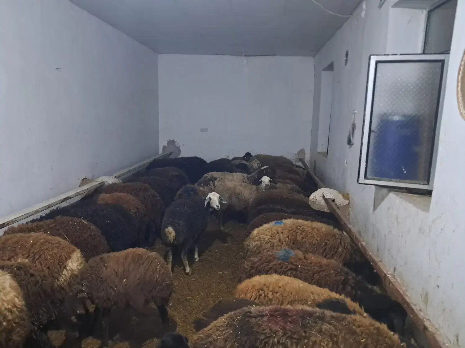 گوسفند بره دار|حیوانات مزرعه|ایجرود, |دیوار