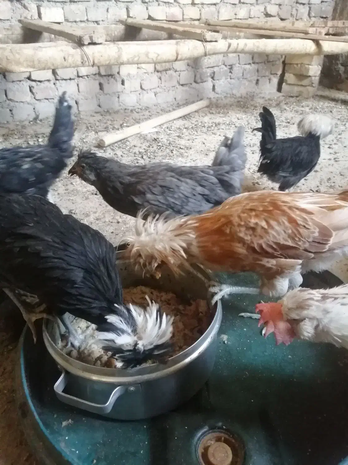 تعدادی مرغ وخروس زینتی|حیوانات مزرعه|یزد, |دیوار