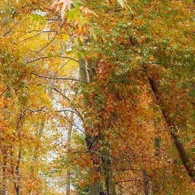 راهنمایی کنید|فعالیت داوطلبانه|اندیمشک, |دیوار
