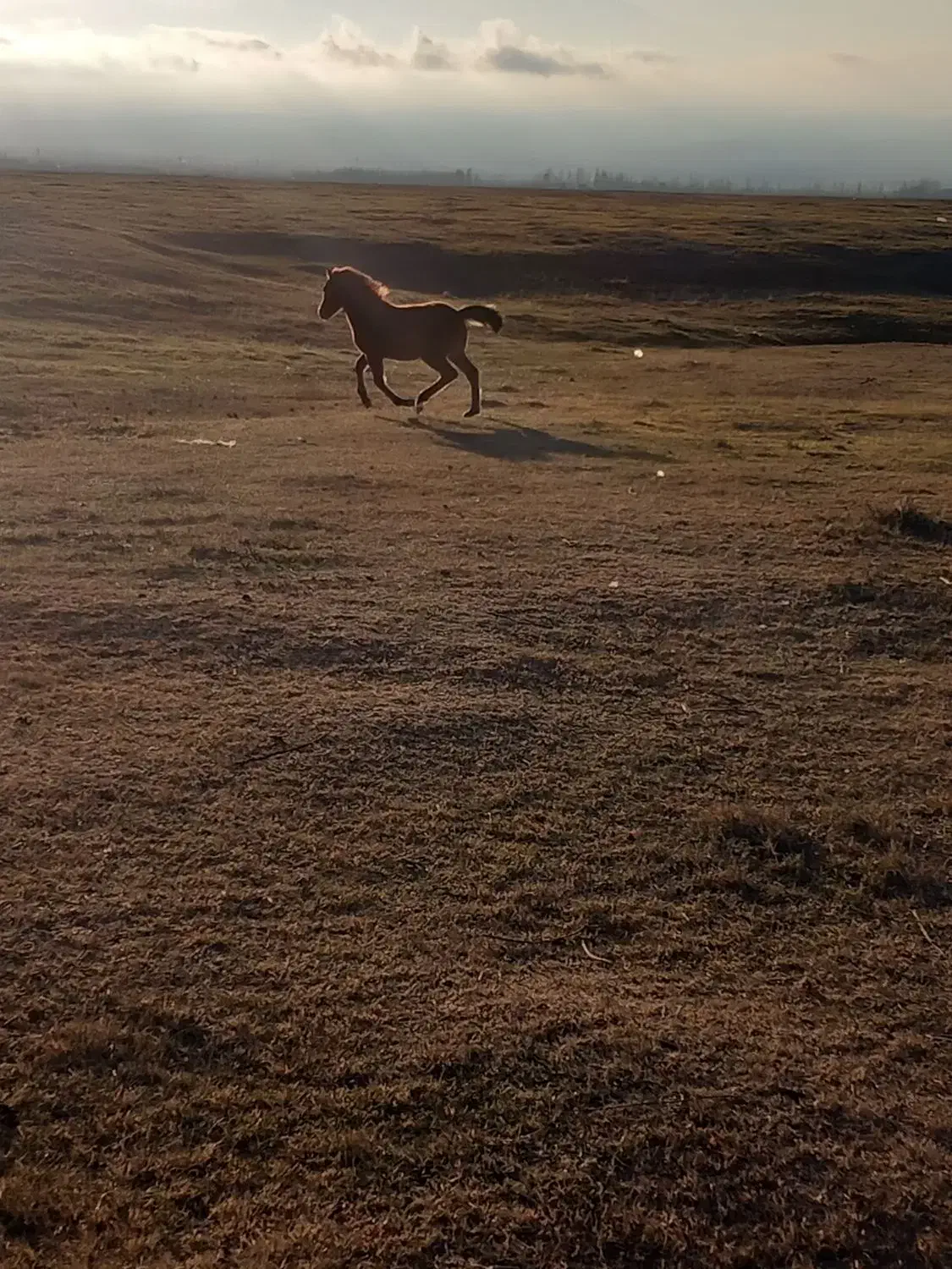 اسب ماده|اسب و تجهیزات اسب‌سواری|مشگین شهر, |دیوار