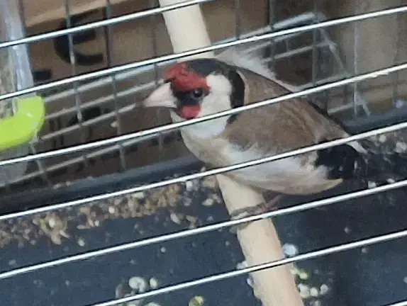 سهره|پرنده|شیراز, کوشک میدان|دیوار