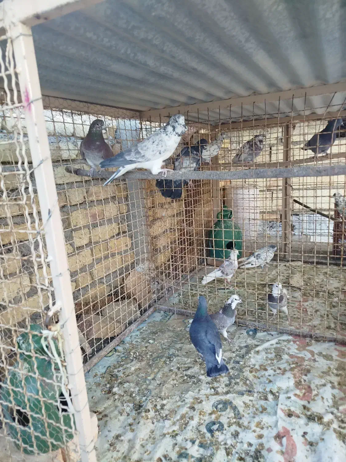 کبوتر پرشی|پرنده|خوانسار, |دیوار