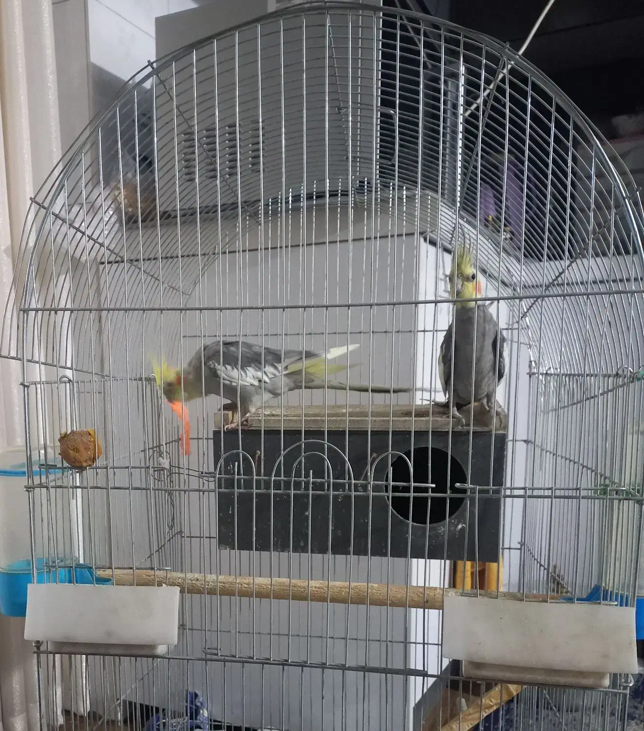 یک جفت عروس هلندی زیرک و باهوش|پرنده|شاهینشهر, شهرک ردانی پور|دیوار