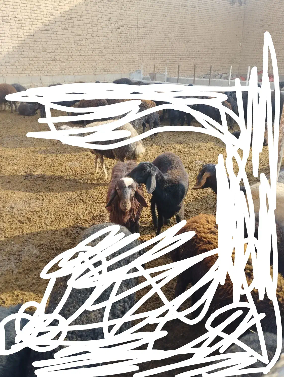 سلام ۲ راس بره یکی نر یکی ماده به فروش میرسد|حیوانات مزرعه|بکتاش, |دیوار