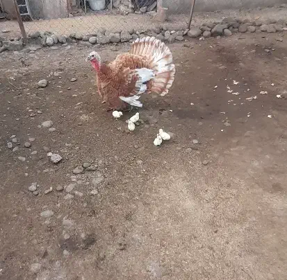 بوقلمون با ۵ عدد جوجه بوقلمون|حیوانات مزرعه|سنگر, |دیوار