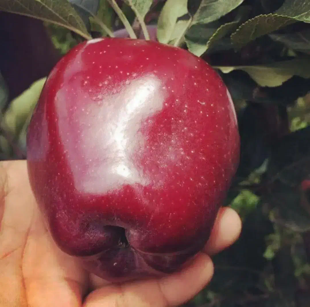 نهال سیب پیوندی|خدمات باغبانی و درختکاری|سپیدان, |دیوار