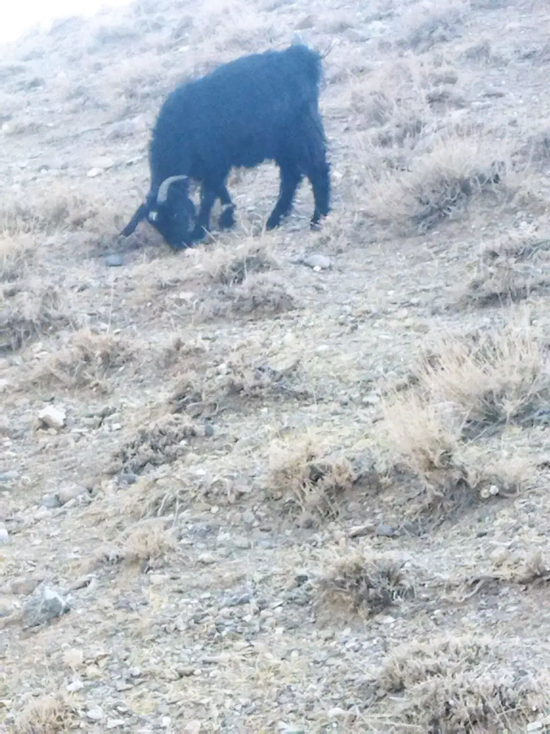 فروش بز|حیوانات مزرعه|خواف, |دیوار