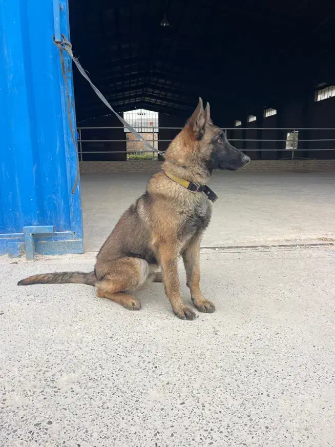 سگ مالینویز|سگ|کهریزک, |دیوار