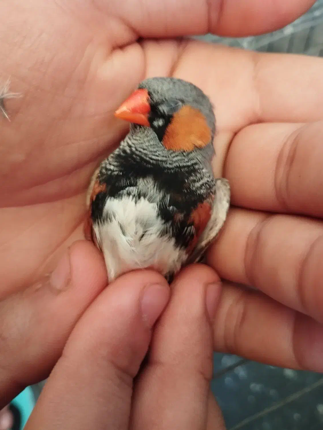 فنچ|پرنده|بندرعباس, |دیوار